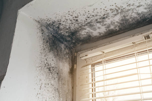 Affordable Black Mold Remediation solutions in Marlborough, MA
