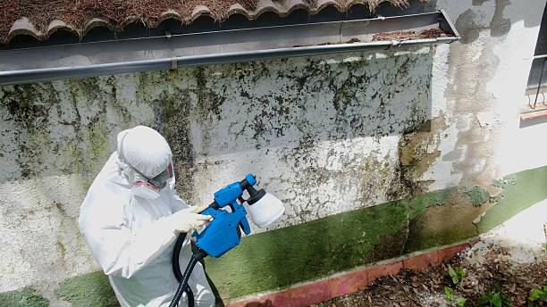 Top rated local Black Mold Remediation specialists in Marlborough, MA